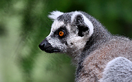 Ring-tailed Lemur (Lemur catta)